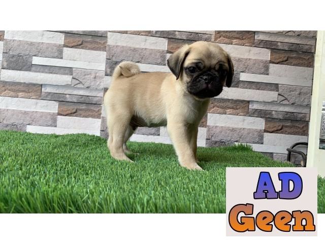 used Pug puppies available for sale for sale 